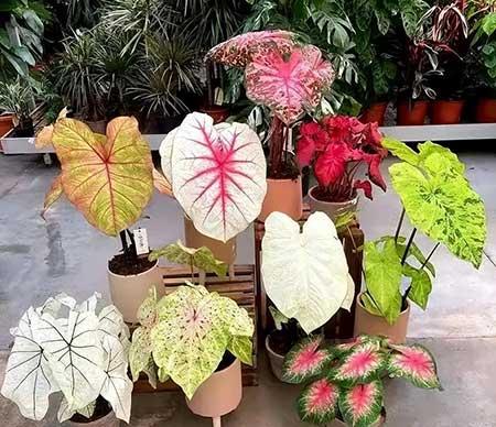 女孩子喜欢养什么花