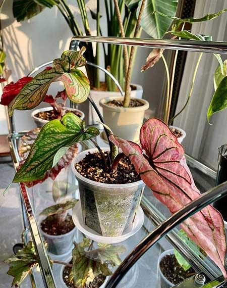 女孩子喜欢养什么花