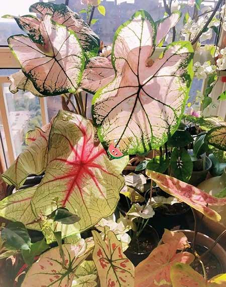 女孩子喜欢养什么花