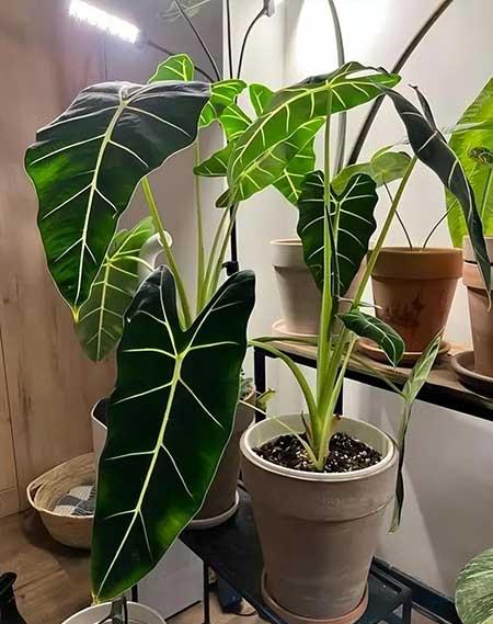 女孩子喜欢养什么花