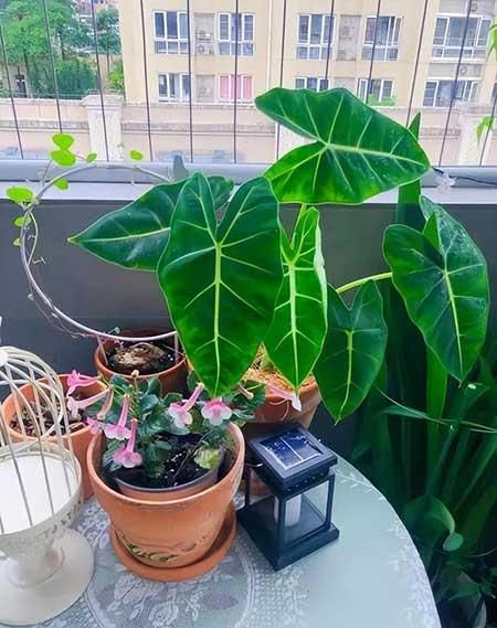 女孩子喜欢养什么花