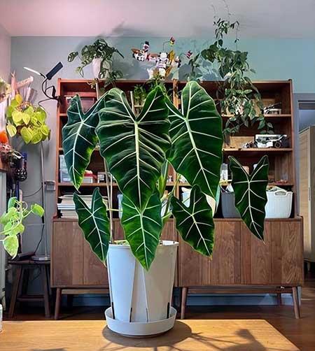 女孩子喜欢养什么花