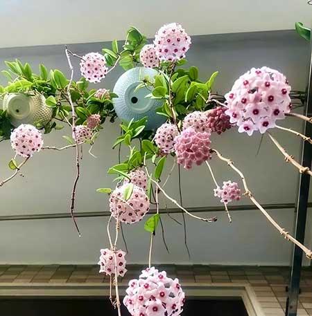 女孩子喜欢养什么花