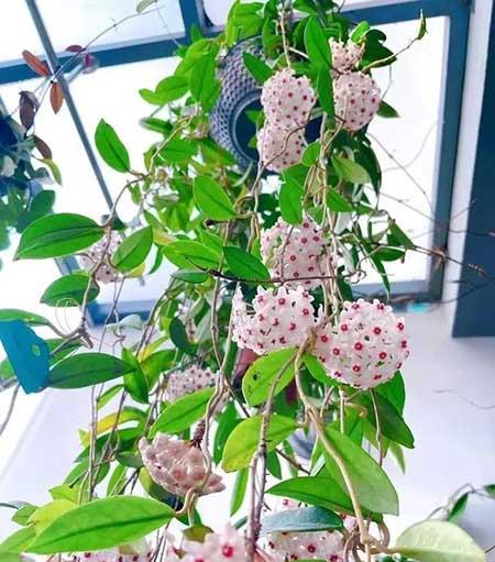 女孩子喜欢养什么花