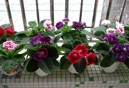 女孩子喜欢养什么花