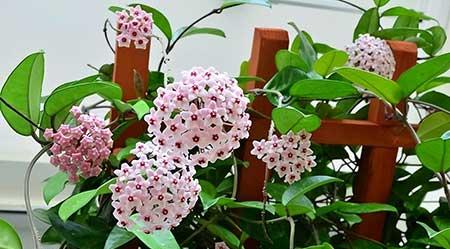 女孩子喜欢养什么花