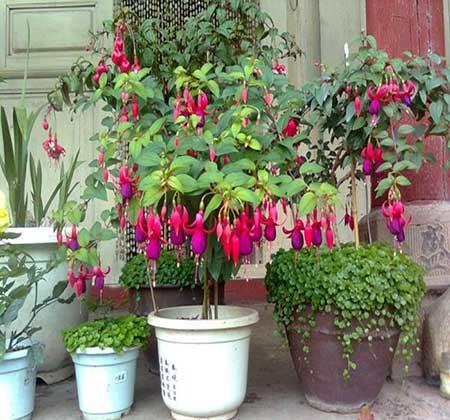 女孩子喜欢养什么花