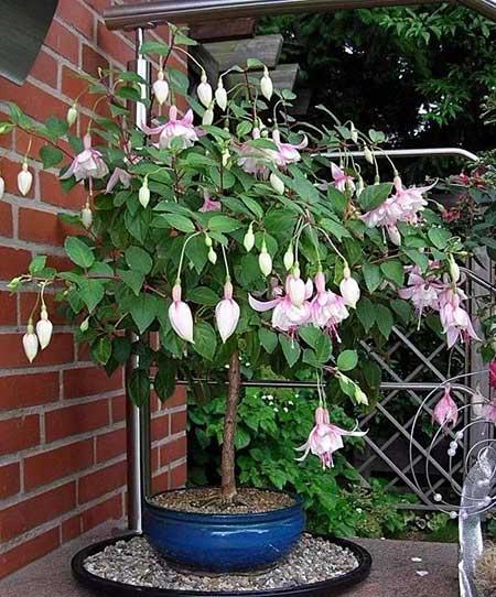 女孩子喜欢养什么花