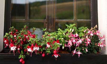 女孩子喜欢养什么花