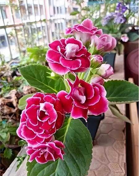 女孩子喜欢养什么花