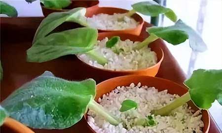 女孩子喜欢养什么花