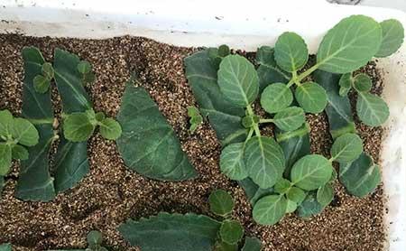 女孩子喜欢养什么花