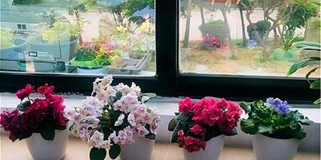 女孩子喜欢养什么花