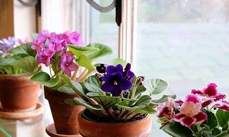 女孩子喜欢养什么花