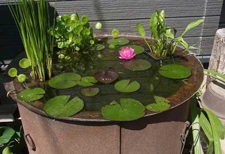 哪些花适合水里养放在室内