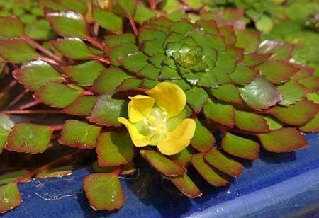 哪些花适合水里养放在室内