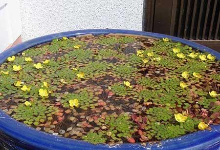 哪些花适合水里养放在室内