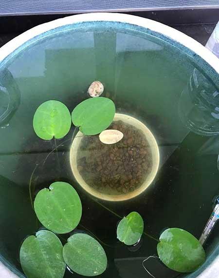 哪些花适合水里养放在室内