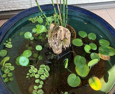 哪些花适合水里养放在室内