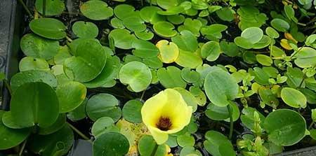 哪些花适合水里养放在室内