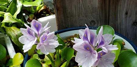 哪些花适合水里养放在室内