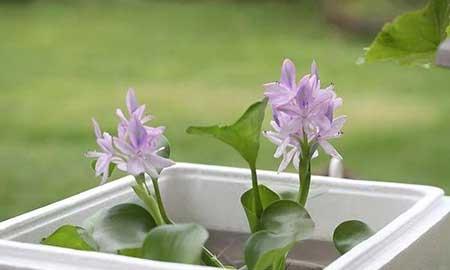 哪些花适合水里养放在室内