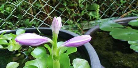 哪些花适合水里养放在室内