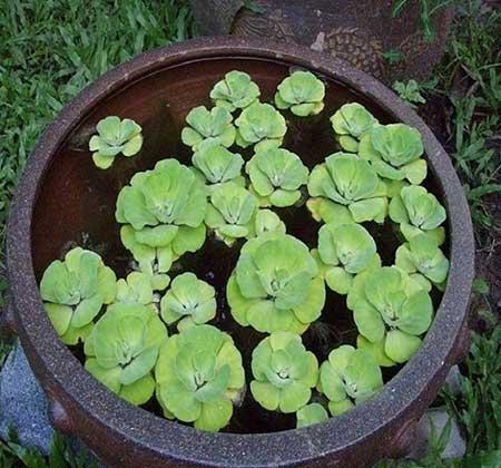 哪些花适合水里养放在室内