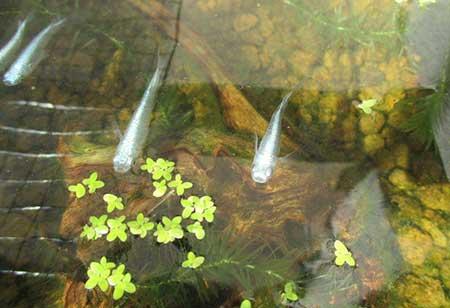 哪些花适合水里养放在室内