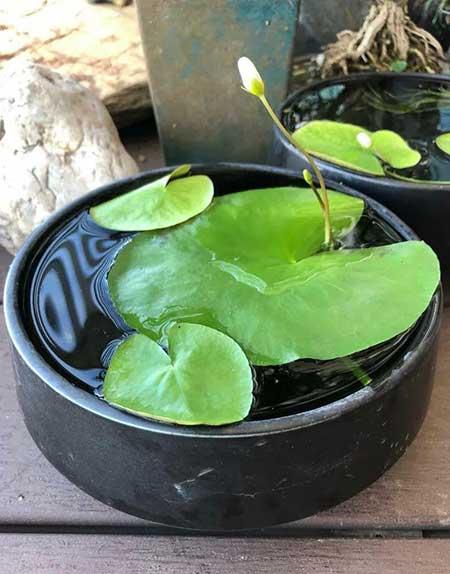 哪些花适合水里养放在室内