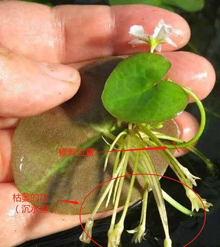 哪些花适合水里养放在室内