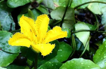 哪些花适合水里养放在室内