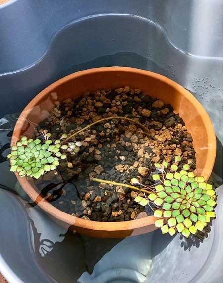 哪些花适合水里养放在室内