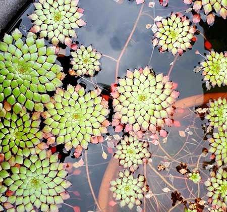 哪些花适合水里养放在室内