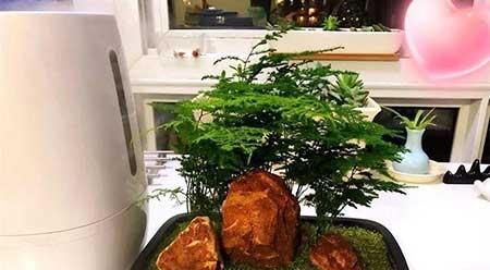 植物养护方案