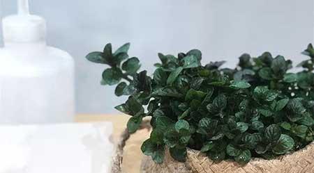 植物养护方案