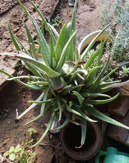 芦荟绿植怎么养