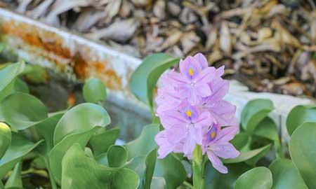 能养在水里的植物