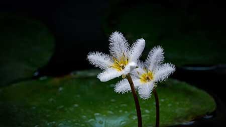 能养在水里的植物