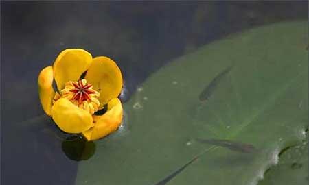 能养在水里的植物