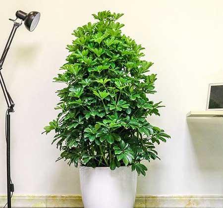 客厅养的大型植物