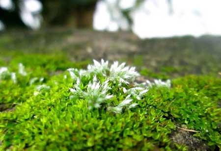 苔藓盆栽怎么养护