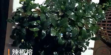 鱼缸养什么绿植好