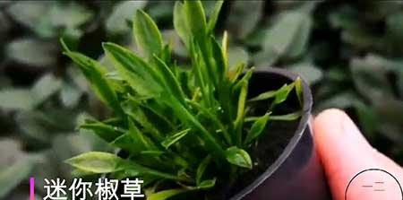 鱼缸养什么绿植好