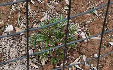 芍药花适合室内还是室外养