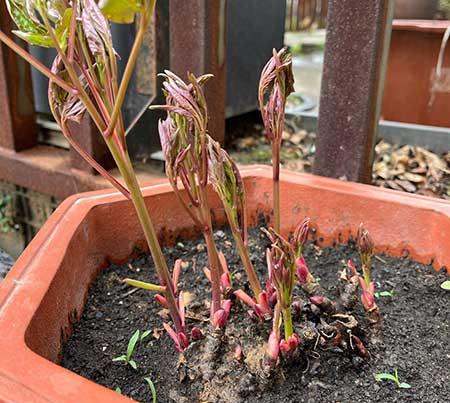 芍药花适合室内还是室外养