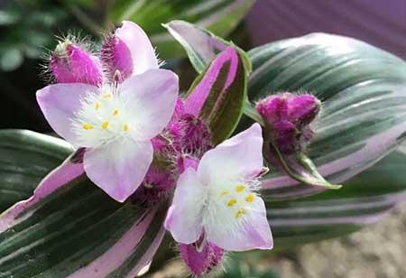 油画绿植适合室内养吗