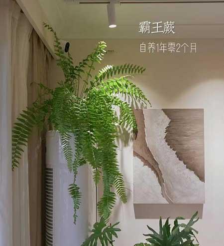 绿植好养