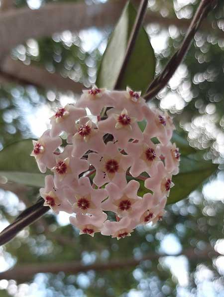 室内不适宜养哪些花卉