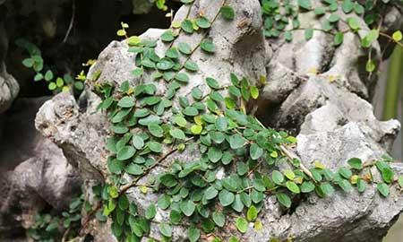 什么绿植不用晒太阳在家里可以养